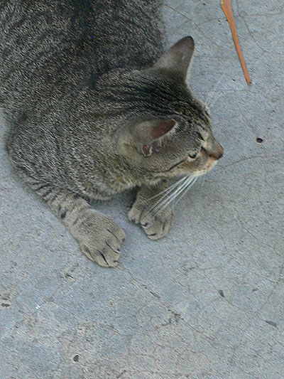 Gato con 6 dedos -no se ven todos- en la casa de Hemingway  