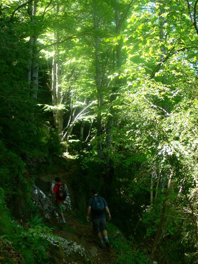 Entramos en un frondoso hayedo - caminamos por la cara norte y se nota 
