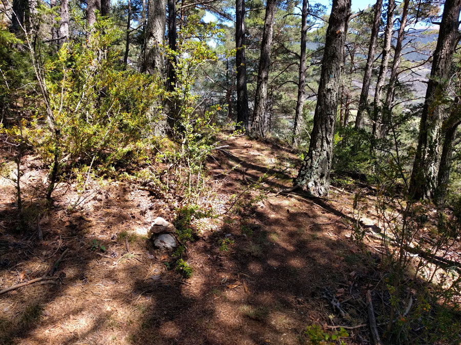 En esta bifurcación en el bosque seguimos a la derecha 
