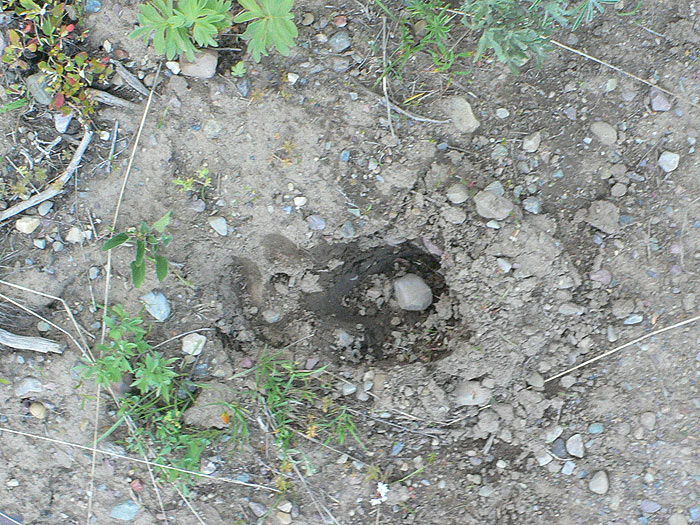 ¿Es la pisada de un oso? 