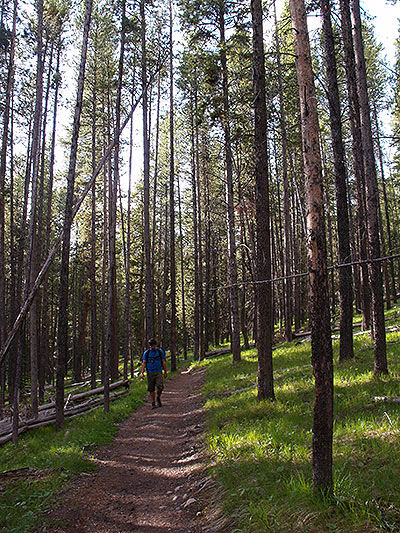 Tramo de bosque 