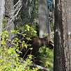 Un alce en el bosque junto al lago / Ruta a pie Grand Teton National Park | Vuelta al lago Jenny 