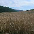 Campos de trigo a las afueras de Comús 