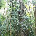 En interior de la selva alta 