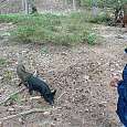 Cerdos salvajes junto al lago 