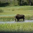 Un alce en el Moose Ponds 