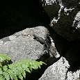 Lagarto 