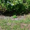 Una iguana joven en un jardín de Key Biscayne / Ruta en Bici Una vuelta por Key Biscayne 