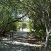 Pasillo arbolado entrada al Parque Estatal Bill Baggs / Ruta en Bici Una vuelta por Key Biscayne 
