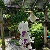 Orquídea del Jardín Botánico de la fortificación West Martello / Ruta en Bici Una vuelta por Key West 