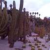 Cactus gigantes en los jardines de Mossén Costa i Llobera / Ruta en Bici Ronda Verda de Barcelona. Vuelta completa 