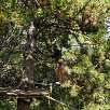 Tramo a más altura entre los árboles / Chacun sa Trace | Font-Romeu 