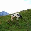 Vaca pastando al pie de la Dent de Jaman que bordearemos por la derecha / Rochers de Naye 