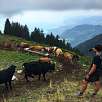 Vacas junto al sendero de Champssalaz / Rochers de Naye 