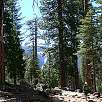 Subiendo por el bosque / Half Dome | Yosemite 