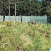 Tres osos pardos europeos en su recinto cerrado por altas paredes de hormigón / Ruta a pie Parque de animales de les Angles 