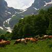Vacas pastando en el llano de Cabanes  dera Artiga de Lin / Ruta a pie Artiga de Lin y Uelhs deth Joeu 