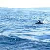 Es fácil avistar delfines mulares / Ruta a pie Barranco de Masca 
