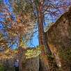 Detalle desde atrás del pino acomodado / Ruta a pie Los Callejones de las Majadas. Serranía de Cuenca 