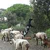 Todavía podemos encontrar por el camnio rebaños de cabras / Ruta a pie Barcelona por Collserola 