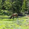 La fauna salvaje es muy abundante / Ruta a pie Grand Teton National Park | Vuelta al lago Jenny 