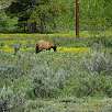 El único oso salvaje -salido de la hibernación estaba bastante flaco- que vimos en E.E.U.U. fue aquí en los Tetons / Ruta a pie Grand Teton National Park | Vuelta al lago Jenny 