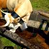 Punto 4. Bebedero para vacas junto a la "Zona de leche" / Ruta a pie Suiza. Senderismo familiar al pie del Eiger 