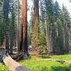Cruzando el arroyo de Circle Meadow / Ruta a pie Sequoia National Park | Bosque gigante de secuoyas  