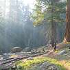 Juego de luces al atardecer / Ruta a pie Sequoia National Park | Bosque gigante de secuoyas  