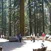 Mirador de la secuoya General Sherman / Ruta a pie Sequoia National Park | Bosque gigante de secuoyas  