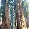 Otra vista de The Senate / Ruta a pie Sequoia National Park | Bosque gigante de secuoyas  