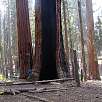 Primeras secuoyas / Ruta a pie Sequoia National Park | Bosque gigante de secuoyas  