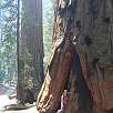 Secuoya al pie de Congress Trail / Ruta a pie Sequoia National Park | Bosque gigante de secuoyas  