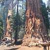 Junto a la secuoya The President / Ruta a pie Sequoia National Park | Bosque gigante de secuoyas  