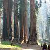 Vista de la agrupación de secuoyas The Senate / Ruta a pie Sequoia National Park | Bosque gigante de secuoyas  