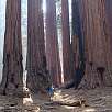 Secuoyas agrupadas The House / Ruta a pie Sequoia National Park | Bosque gigante de secuoyas  