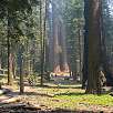 Vista del camino con las secuoyas The Senate al fondo / Ruta a pie Sequoia National Park | Bosque gigante de secuoyas  