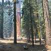 Vista atrás hacia McKinley Tree -atención al cruce de caminos- / Ruta a pie Sequoia National Park | Bosque gigante de secuoyas  
