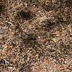 En la parte final del PR encontraremos grandes nidos de hormigas / Ruta a pie Vuelta al Catllaràs 