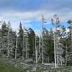 El efecto del agua acida de los géisers sobre los árboles / Ruta a pie Yellowstone | Old Faithful 