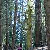 Caminando por la vuelta exterior / Ruta a pie Yosemite | Mariposa Grove 