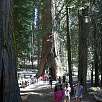 La secuoya California ya sólo se puede cruzar a pie / Ruta a pie Yosemite | Mariposa Grove 