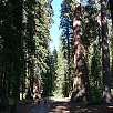 De subida hacia el museo del Bosque / Ruta a pie Yosemite | Mariposa Grove 
