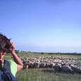 Varios rebaños de ovejas que se extienden como algodoncitos en el campo 