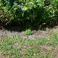 Una iguana joven en un jardín de Key Biscayne 
