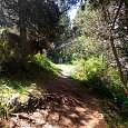 Vacas junto al camino 