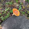 Amanita Muscaria 