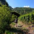 Seguimos hacia el barranco entre viñedos 