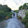 Camino de regreso entre viñedos 