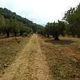 Campo de olivos en los últimos metros del regreso 